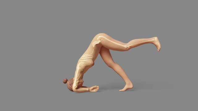 Yoga Dolphin Pose Of Stretching Female With Visible Skeleton + Alpha