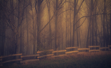 Mystic forest a foggy day