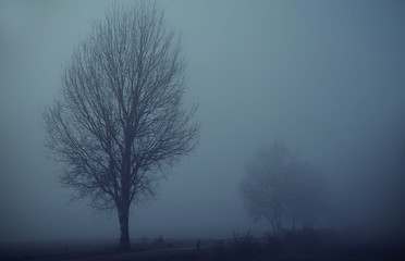 Fototapeta na wymiar Mystic fantasy scene a foggy day