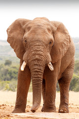 Naklejka na ściany i meble African Bush Elephant looking straight at you