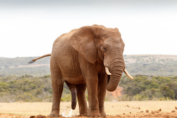 Naklejka premium Słoń afrykański z ogonem w powietrzu