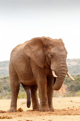 Fototapeta na wymiar Bush Elephant standing and chilling
