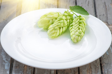Green hop cones lying on a white dish