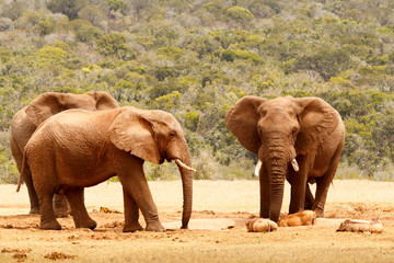 Fototapeta na wymiar Bush Elephants standing and watching the warthogs