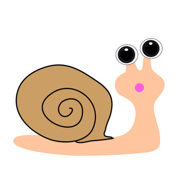Snail on white background