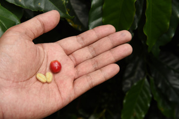 Fresh coffee bean on hand