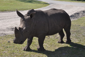 Fototapeta premium Nashorn