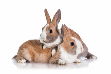 Two little dwarf rabbits isolated on white