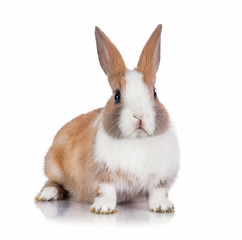 Little dwarf rabbit isolated on white 