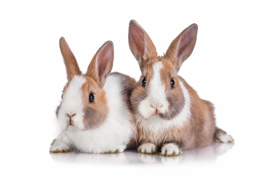 Two little dwarf rabbits isolated on white