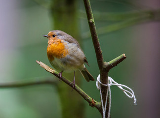 Robin in a tree