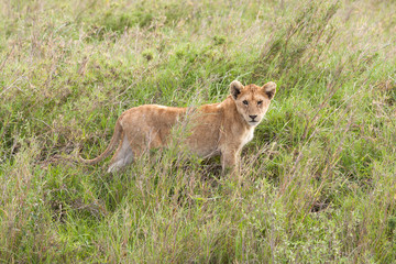 Lion cub stands in grass. Serengeti National Park, Tanzania, Africa.
