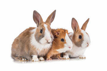Little dwarf rabbits with guinea pig isolated on white