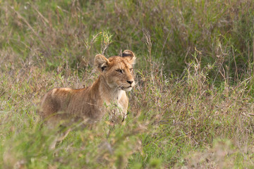 Lion cub stands in grass. Serengeti National Park, Tanzania, Africa.

