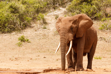 Fototapeta premium Bush Elephant standing all alone