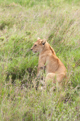 Fototapeta na wymiar Lion cub sits in grass. Serengeti National Park, Tanzania, Africa. 