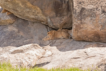 Lion cubs lie in cleft between stones in shade. Serengeti National Park, Tanzania, Africa.
