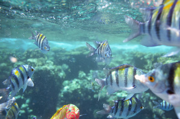 Obraz na płótnie Canvas Fishes under water