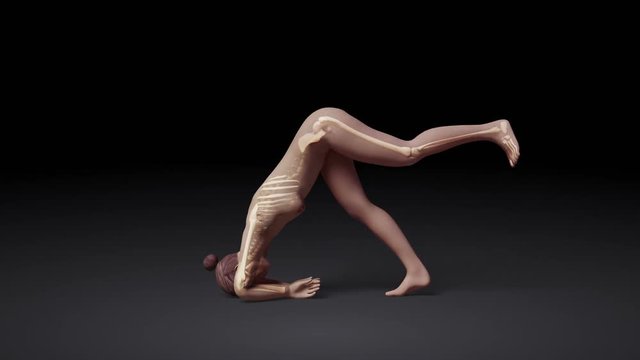 Yoga Dolphin Pose Of Stretching Female With Visible Skeleton