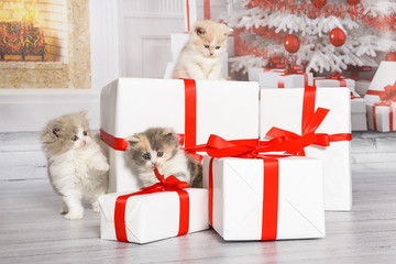 Drei niedliche Katzenbabys erkunden einen Stapel Geschenke in einem weihnachtlichen Wohnzimmer mit Tannenbaum und Kamin. - 128585257
