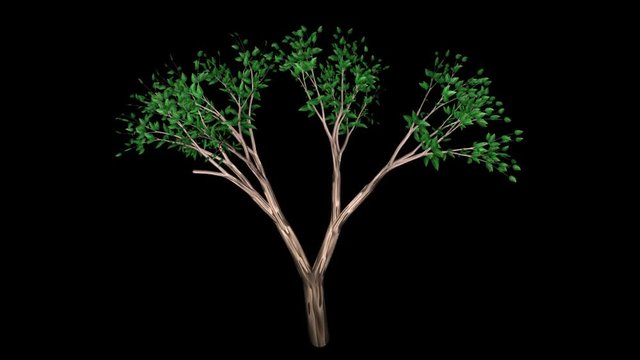 Leafy tree timelapse