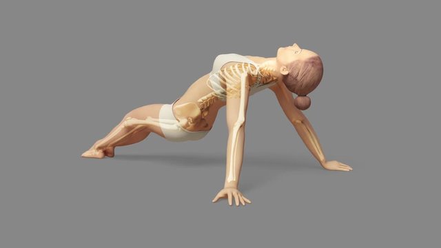 Upward Facing Pose Of Stretching Young Female With Visible Skeleton + Alpha