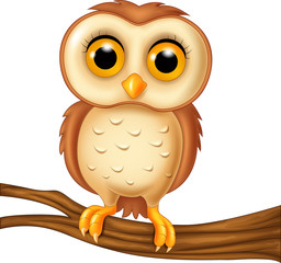 Cute owl on a tree branch

