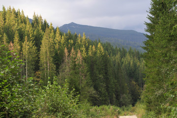 Spruce forest in the Ukrainian Carpathians. Sustainable clear ecosystem