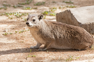 Naklejka na ściany i meble Rock hyraxes (Procavia capensis) sits in profile before concrete road kerb. Serengeti National Park, Great Rift Valley, Tanzania, Africa. 