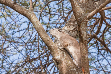 Rock hyraxes (Procavia capensis) sits in profile on tree branch. Serengeti National Park, Great Rift Valley, Tanzania, Africa. 
