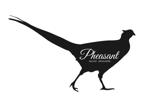Vector illustration: silhouette of pheasant isolated on white background.