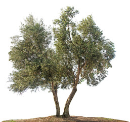 Olive tree on white