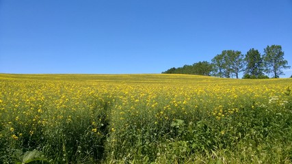 Pole rzepaku w słoneczny dzień