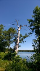 Ptaki na gałęziach suchego drzewa nad jeziorem