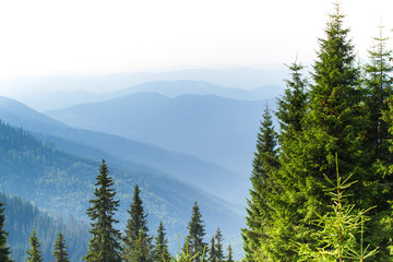 Spruce forest in the Ukrainian Carpathians. Sustainable clear ecosystem