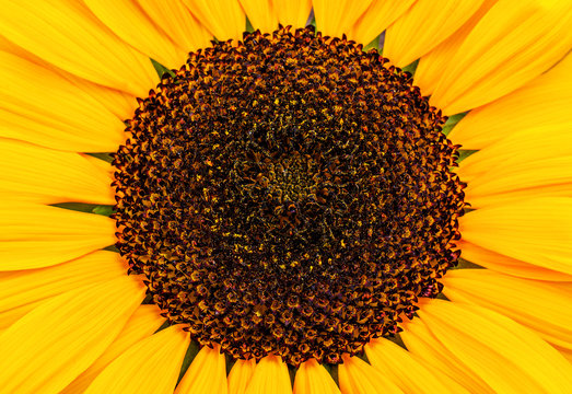 lush sunflower texture