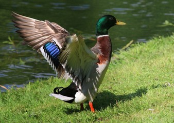 Male wild duck / Mallard drake (Anas platyrhynchos) flapping his wings on the shore.