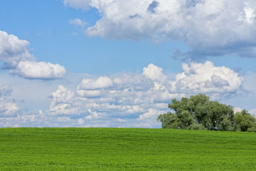Fototapeta na wymiar Beautiful green field with white clouds