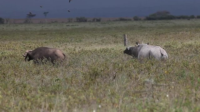 Black Rhinoceros, diceros bicornis, Adult disturbing Buffalos, Nakuru Park in Kenya, Real Time