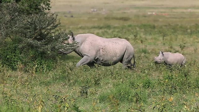 Black Rhinoceros, diceros bicornis, Female with Calf walking, Nakuru Park in Kenya, Real Time