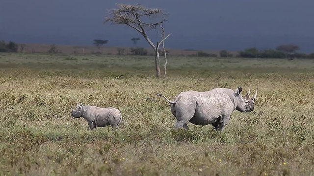 Black Rhinoceros, diceros bicornis, Female with Calf, Nakuru Park in Kenya, Real Time