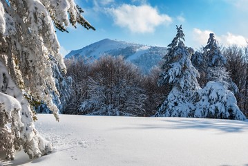 Mountainous forest in winter covered in snow
