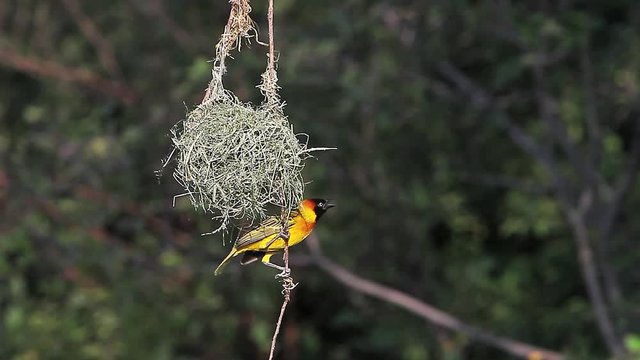 Speke's Weaver, ploceus spekei, Male near its Nest, Bogoria Park in Kenya, Real Time