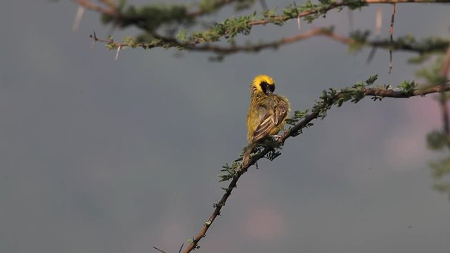 Speke's Weaver, ploceus spekei, Male in Flight, taking off from Branch, Bogoria Park in Kenya, Real Time