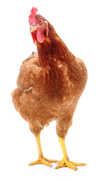 Brown hen isolated.