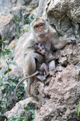 Mother monkey with baby monkey with green background