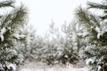 Christmas background, trees in frost. blurred , bokeh, new year