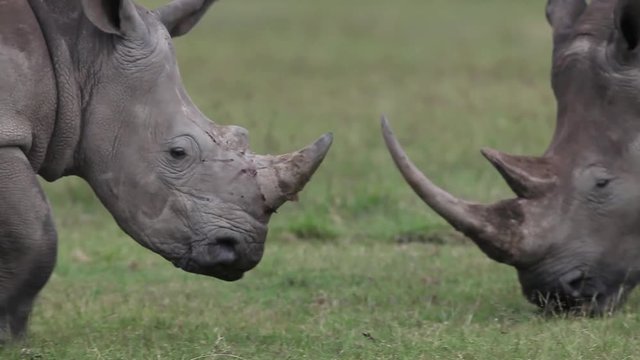 White Rhinoceros, ceratotherium simum, Female with Young, Nakuru Park in Kenya, Real Time