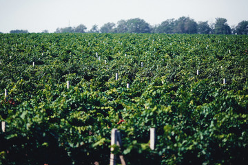 Fototapeta na wymiar Huge grape plantation in the sunny day