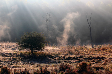 Uroczy Mglisty Jesienny ŚWIT © Wojciech Lisiński